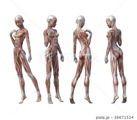 女性 解剖 筋肉 ３dcg イラスト素材のイラスト素材