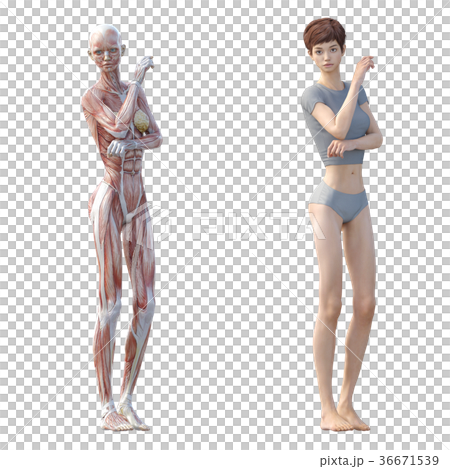 女性　解剖　筋肉　３DCG　イラスト素材 36671539