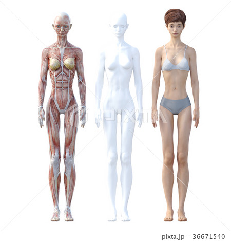 女性 解剖 筋肉 3DCG イラスト素材 女性 解剖 筋肉 3DCG イラスト素材 36671540