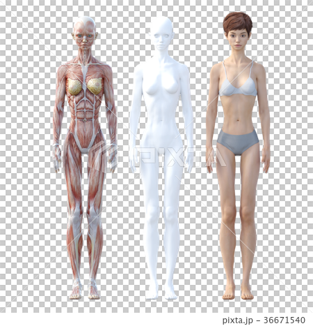女性 解剖 筋肉 3DCG イラスト素材 女性 解剖 筋肉 3DCG イラスト素材 36671540