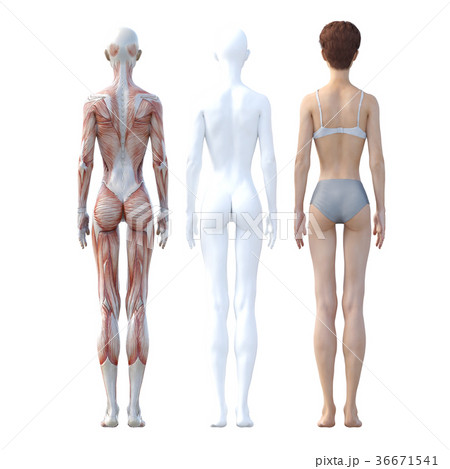 女性 解剖 筋肉 3DCG イラスト素材 女性 解剖 筋肉 3DCG イラスト素材 36671541