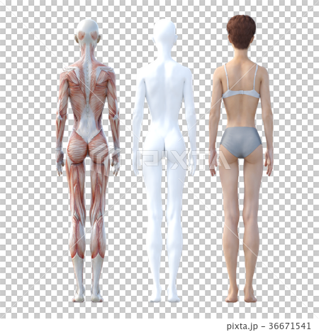 女性 解剖 筋肉 3DCG イラスト素材 女性 解剖 筋肉 3DCG イラスト素材 36671541