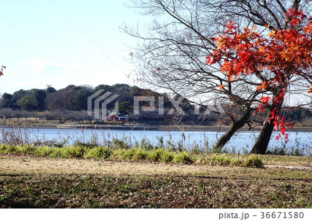多々良沼の12月 多々良沼の12月 36671580