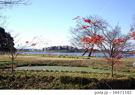 多々良沼の12月 36671582