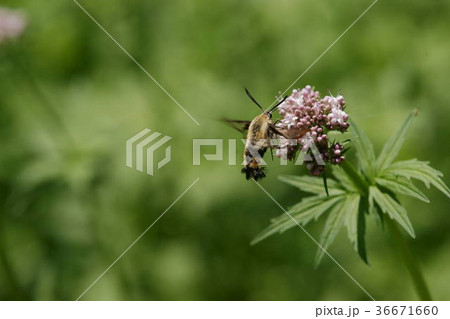 カノコソウの蜜を吸うオオスカシバ カノコソウの蜜を吸うオオスカシバ 36671660