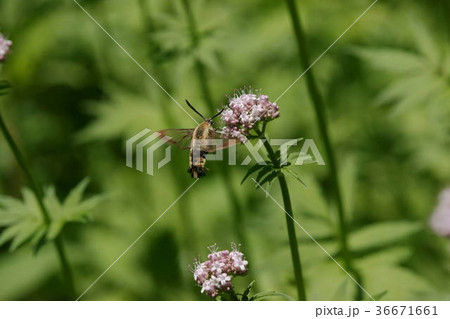 カノコソウの蜜を吸うオオスカシバ 36671661