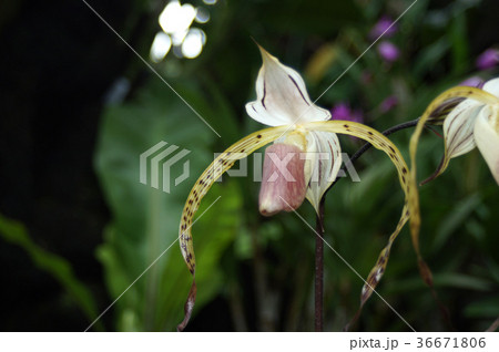 パフィオペディラム・ストナイ パフィオペディラム・ストナイ 36671806