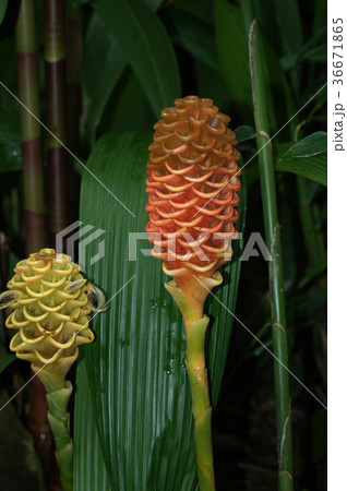 ジンジベルスペクタビレ 36671865