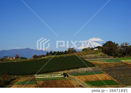 11月　富士山1905箱根西麓の大根干しと野菜畑 36671895