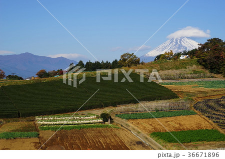 11月　富士山1906箱根西麓の大根干しと野菜畑 36671896