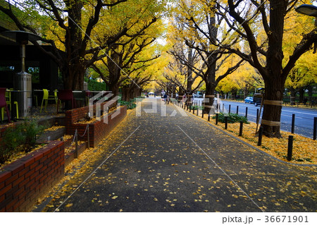 11月　神宮外苑イチョウ並木の黄葉・紅葉14 36671901
