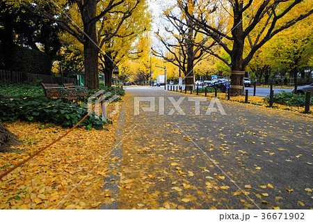 11月　神宮外苑イチョウ並木の黄葉・紅葉15 36671902