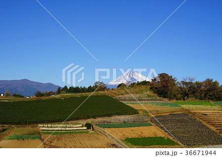 12月　富士山1907箱根西麓の大根干しと野菜畑 36671944
