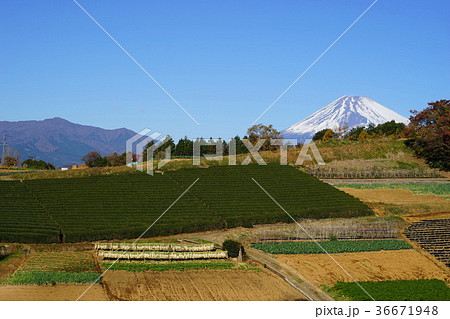 12月　富士山1911箱根西麓の大根干しと野菜畑 36671948