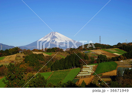 12月　富士山1912箱根西麓の大根干しと野菜畑 36671949