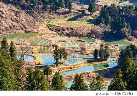 山古志の棚田棚池 36671962