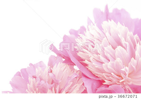 桃色な牡丹 36672071
