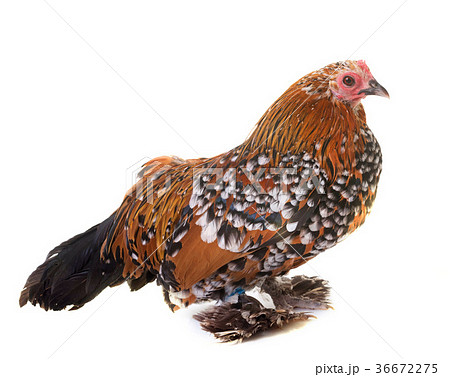 Dutch Booted Bantam Dutch Booted Bantam 36672275