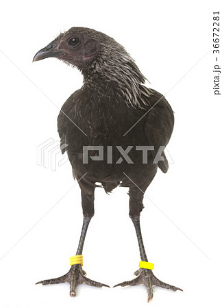 Modern Game fowl Modern Game fowl 36672281
