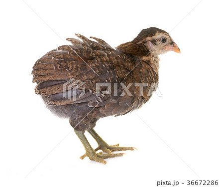 chick araucana in studio chick araucana in studio 36672286