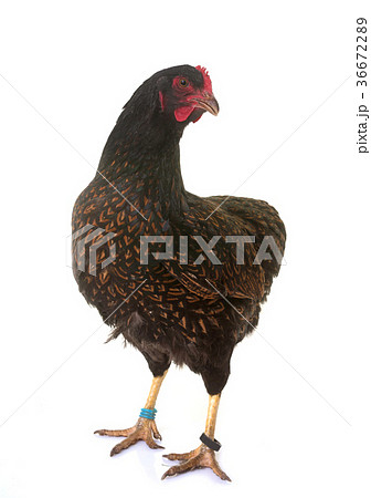 Barnevelder chicken in studio Barnevelder chicken in studio 36672289
