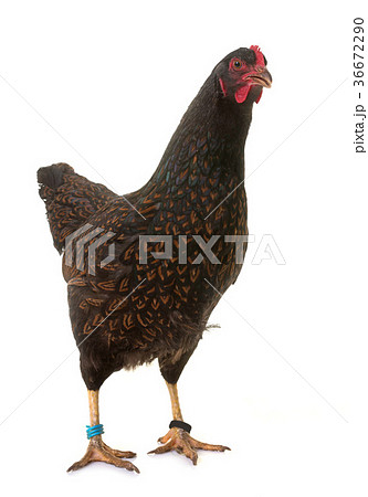 Barnevelder chicken in studio 36672290