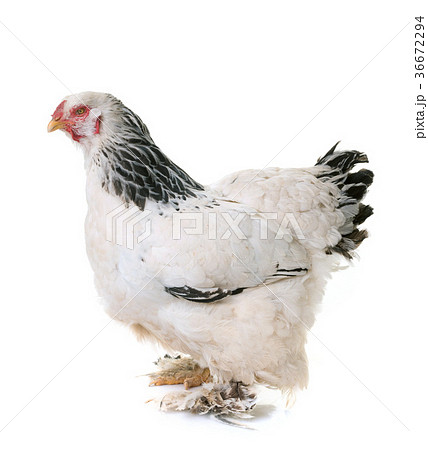 brahma chicken in studio brahma chicken in studio 36672294