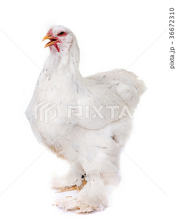brahma chicken in studio brahma chicken in studio 36672310
