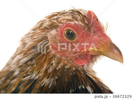 Pekin chicken in studio Pekin chicken in studio 36672329