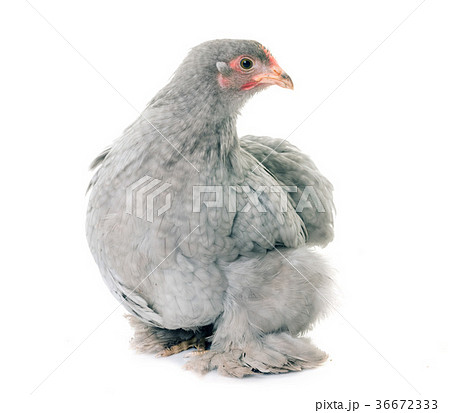 Pekin chicken in studio 36672333