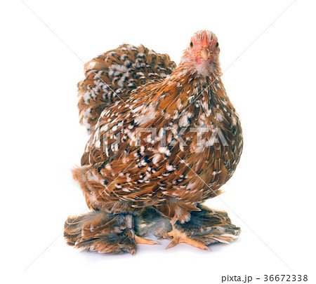 Pekin chicken in studio Pekin chicken in studio 36672338