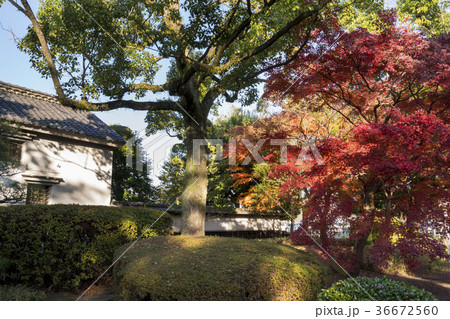 旧細川刑部邸の紅葉 36672560