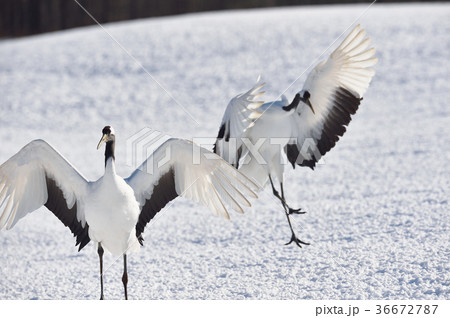 着陸するタンチョウ（北海道・鶴居） 36672787