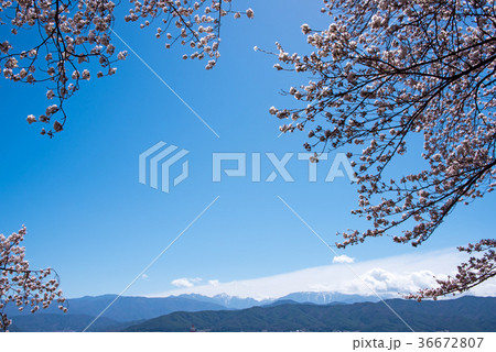 桜満開 伊那市春日公園 桜満開 伊那市春日公園 36672807