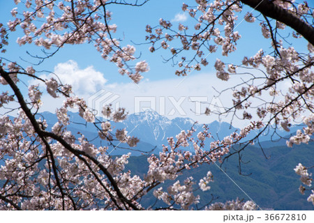桜満開　伊那市春日公園 36672810