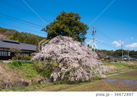 枝垂れ桜 伊那市田園より 枝垂れ桜 伊那市田園より 36672897