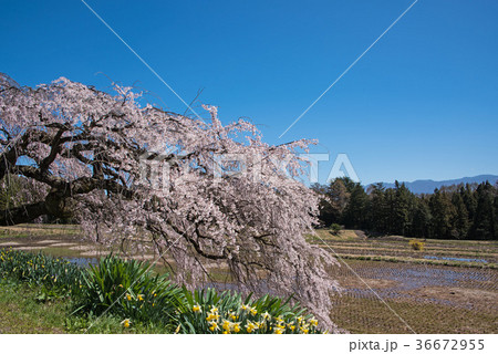 枝垂れ桜 伊那市田園より 枝垂れ桜 伊那市田園より 36672955