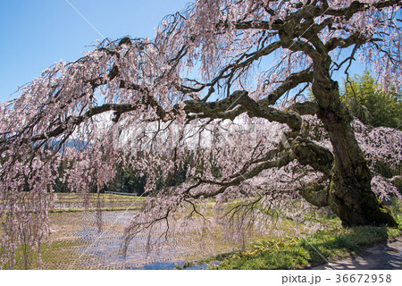 枝垂れ桜 伊那市田園より 枝垂れ桜 伊那市田園より 36672958