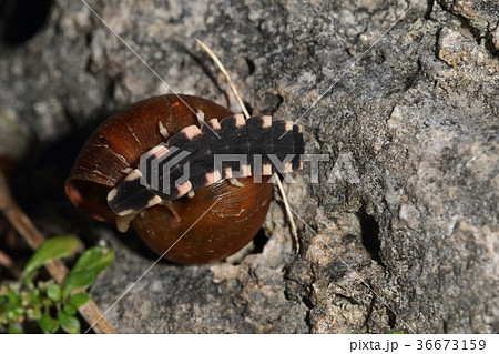 生き物　昆虫　オキナワマドボタル、幼虫です。那覇市内の公園で昼間からお食事でしょうか？ 36673159