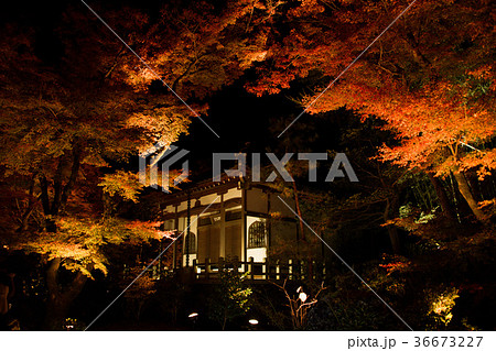 宝厳院紅葉 36673227