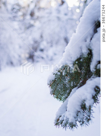 Snow on the fir branches in the winter forest Snow on the fir branches in the winter forest 36673244