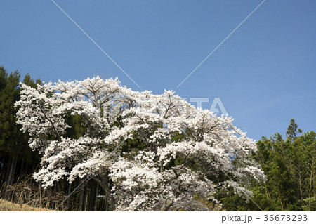 桜風景　奈良　御杖村の春　 36673293