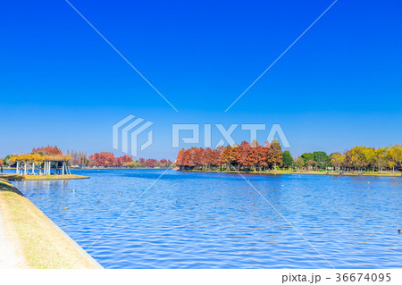 東京　秋の水元公園（みさと公園） 36674095