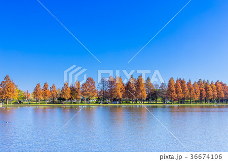 東京 水元公園の紅葉(みさと公園より) 東京 水元公園の紅葉(みさと公園より) 36674106