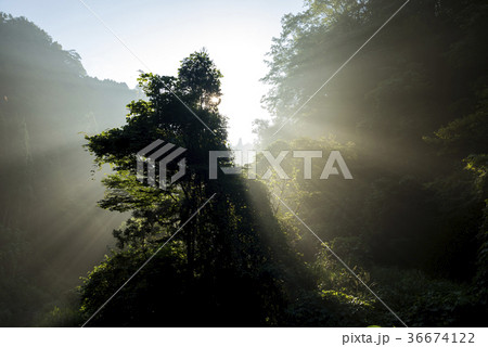 霧に映る朝陽の光線と木 36674122