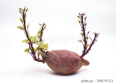 芽の出たサツマイモ 36674123