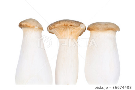 Royal Mushroom on White Background 36674408