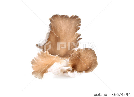 Mushroom angel on white background 36674594