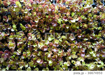 organic vegetable ,fresh green hydroponic 36674950