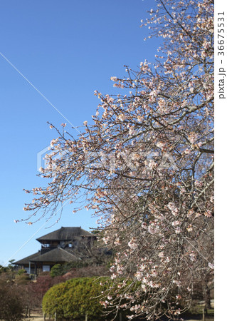 偕楽園の二季桜 偕楽園の二季桜 36675531
